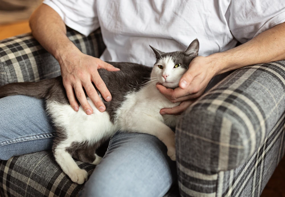 cameras to watch your pets